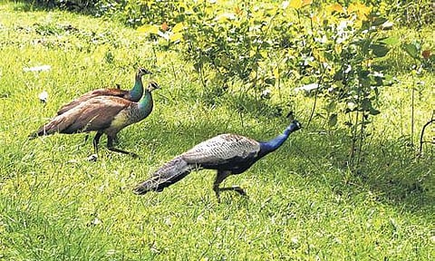 Representational Image