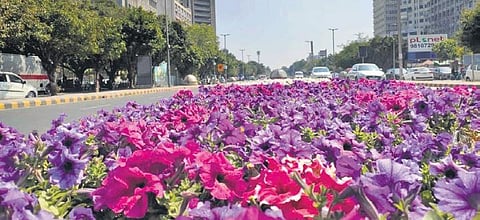 Concrete central verge on Barakhamba Road covered with Petunia (Photo | Express)