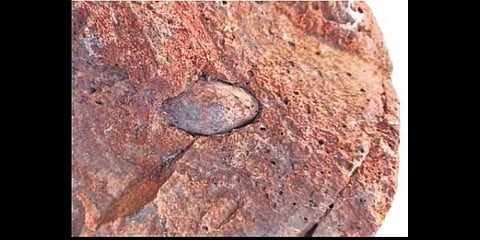 The fossils are Physa Principii and Physa Terpolensis