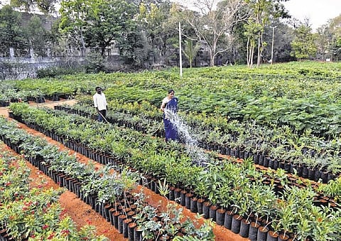 Nurseries have been established across the State as government plans to increase green cover across the State on a massive scale | Vinay Madapu