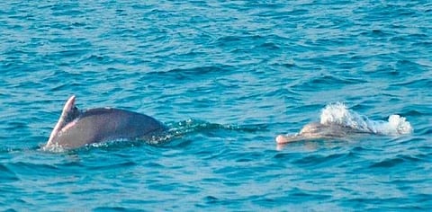 Dolphins sighted at Gahirmatha Marine Sanctuary in Bhitarkanika. (Photo | EPS)