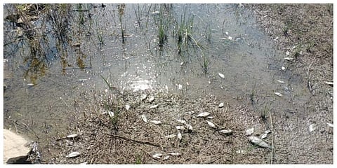Fishes floating dead in the lake at Ladapuram village in Perambalur district. (Photo | Express)