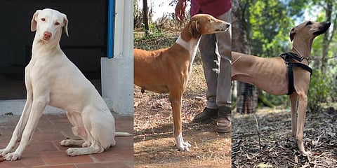 Bred for a purpose: Indian canine breeds