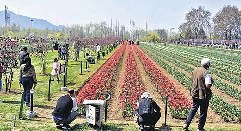 Last year, 2.25 lakh people had visited the garden before it was closed due to the second wave of Covid-19 outbreak. (Photo  | Zahoor Punjabi/EPS)