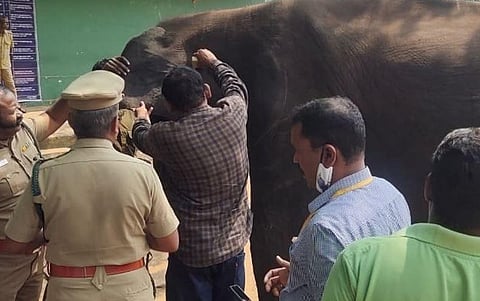 At last, elephants in Anamalai Tiger Reserve camp get veterinarian of their own
