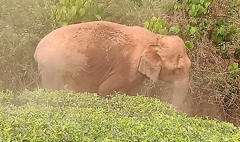 Elephants at Anamalai Tiger Reserve