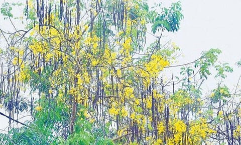 A kanikonna tree on the premises of the RKD NSS HSS, Sasthamangalam. The flowers have withered away due to the recent summer rain | B P Deepu
