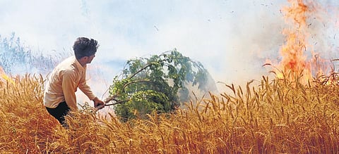 A farmer tries to extinguish a fire that broke out in a Bathinda wheat farm. (Photo | PTI)