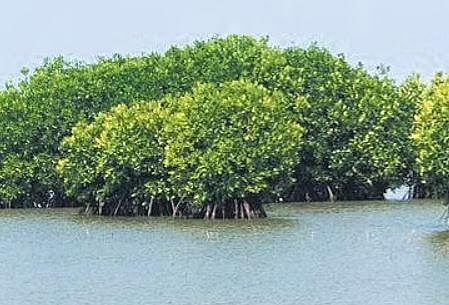 Chittattukara all set to be first carbon-neutral village in Ernakulam