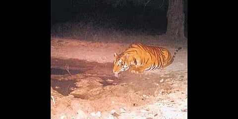 Wild animals from Nallamala forest stray into villages in search of water