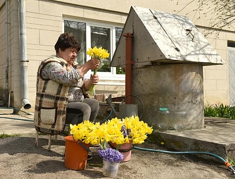 Most days of the week retired accountant Ivanna Kuziv snaps up some narcissus, drops them into a water-filled bucket, and heads into the city to sell them.  (Photo | AFP)