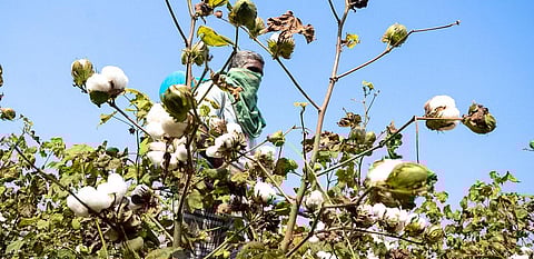 Image for representational purpose only. ( File | M K Ashok Kumar, EPS)