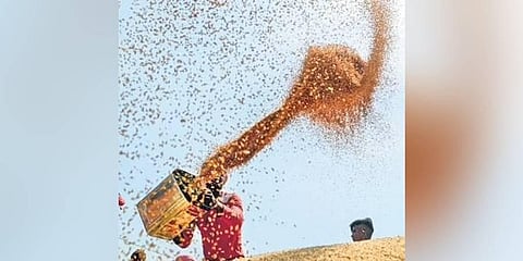 Crisis-hit Lebanon seeks Indian wheat