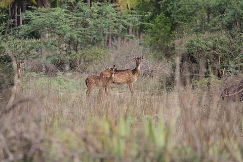 Spotted Deer near Kothapalayam. (Photo | Special Arrangement)