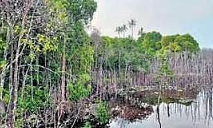 Kakinada Mangrove Forest. (Photo | Express)