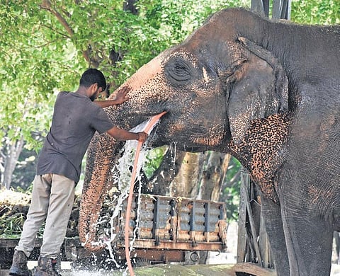 A mahout gives water to an elephant to protect it from the scorching summer heat, in Tirupati on Sunday I Madhav K