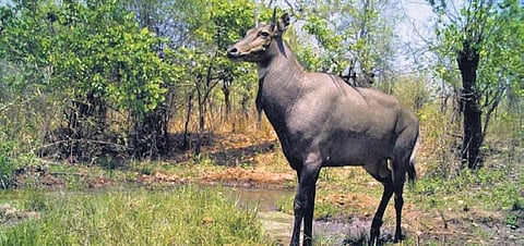 Pranahita is a perennial river that provides sufficient water and food for wild creatures that are being increasingly spotted in the area