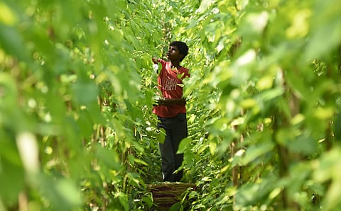 Workers harvesting betel leaves at a farm. (Representational Photo | P Ravindra Babu, EPS)