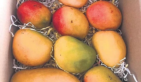 For details, visit: mangopoint.in 