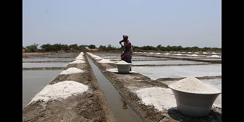 A worker collects salt from a pan at Agasthiyampalli near Vedaranyam | Antony Fernando