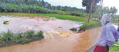 Biju P from Anacode in Poovachal panchayat had invested more than `10 lakh to cultivate paddy on his one acre land.