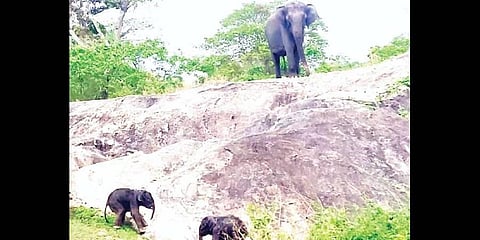 As elephants have large bodies and long gestation periods, giving birth to more than one calf is rare.