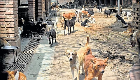Various animals at ‘All Creatures Great and Small’, a shelter for rescues in Faridabad | Kabir Jhangiani