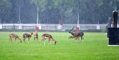 File photo of blackbucks at Raj Bhavan in Chennai. (Photo | Sunish P Surendran, EPS)