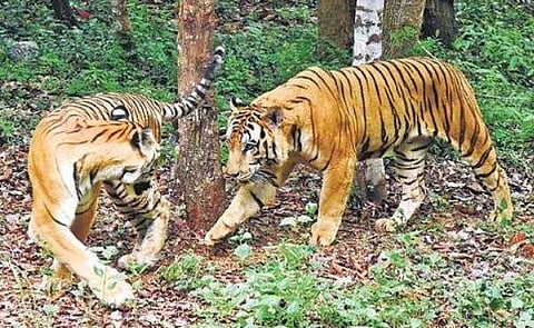 Man-animal conflicts may rise as more tigers will roar in forest fringes: WII