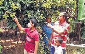 Tourists explore the biodiversity of Haritha Bio Park in Ernkaulam, one of the agri-tourism units of the Responsible Tourism Mission | Special Arrangement