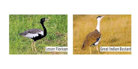 Endangered Birds in India: Top Species You Must Protect Now