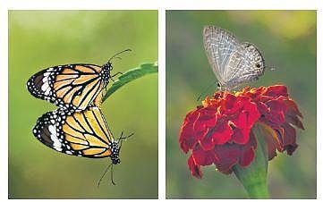 (Left) Striped Tiger; (right) Dark Cerulean