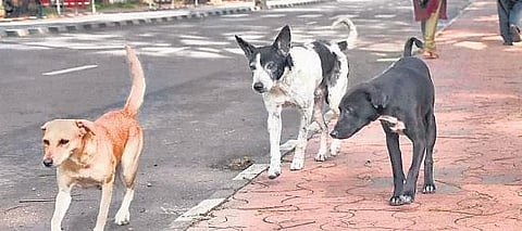 Hyderabad: GHMC blames Defence officials as strays manage to avoid catchers