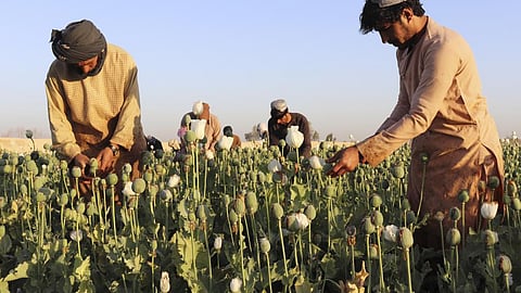 Afghan farmers harvest poppy in Nad Ali district, Helmand province, Afghanistan.