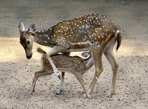 Image for representational purposes only. ( File Photo)