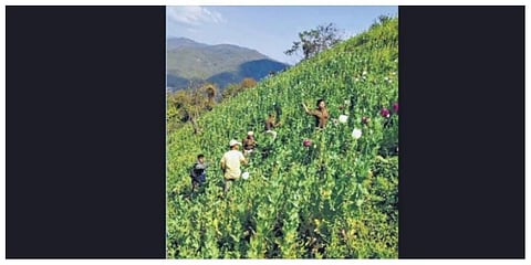 Personnel of Manipur Police and anti-narcotics agencies destroy 80 acres of illegal poppy cultivation in Waichei village in Kangpokpi | TWITTER