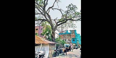 Removal of 40ft tree becomes a tall ask, Odisha HC seeks urgent plan