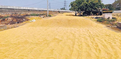 Rabi paddy sale to start from June 3 in Koraput 