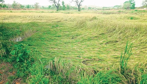 Pay insurance claim for ryots from December, says Tamil Nadu Agriculture Minister