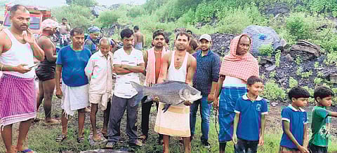 Locals showcase fish farmed at one of the abandoned ponds in Ramgarh | Express