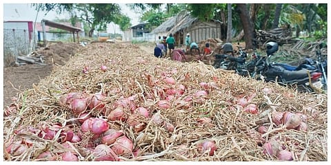 Traditional farmers blame shallot variety CO5 for supply glut, fall in price