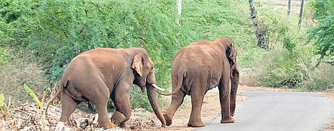 Elephants crossing a road that passes through the Sathyamangalam Tiger Reserve (STR). (File photo| EPS)