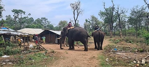 The Mysuru Dasara elephants being cared for by the tribes at the settlement.