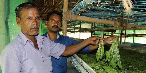 Father-son duo K Ganesan and G Aravind with silkworms they culture in a farm at Kuthalam in Mayiladuthurai district | Antony Fernando