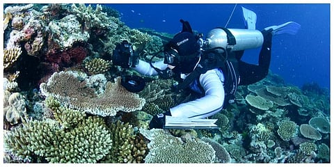 In this photo supplied by the Great Barrier Reef Marine Park Authority (GBRMPA), a diver swims past coral on the Great Barrier Reef in Australia on October 18, 2016. (Photo | AP)