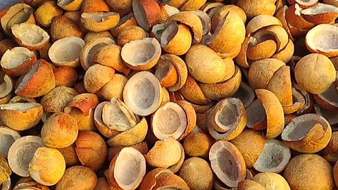 Image of copra used for representational purposes only. 