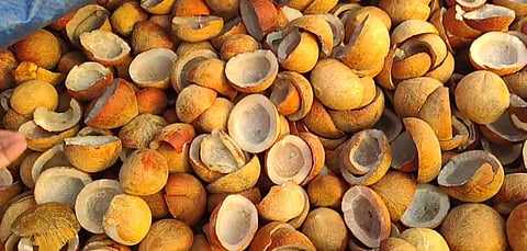 Tiruppur: Wet weather dampens hopes of copra farmers