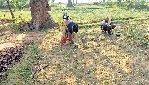 Tribals collecting mahua flowers in Suliapada block | Express