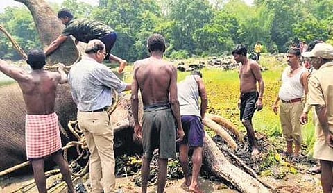 Tusker killed in territorial fight at Kali Tiger Reserve