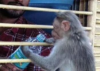 A monkey grabs a water bottle from a traveller near Dabaspet on Friday